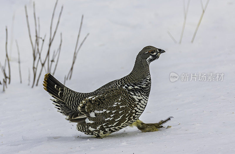 云杉松鸡或加拿大松鸡(Falcipennis canadensis)是一种中型松鸡，与北美针叶林或针叶林密切相关。它是最适合树栖的松鸡之一，非常适合栖息和移动